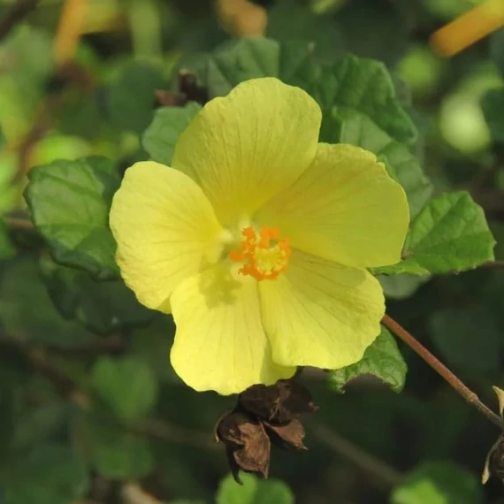Pavonia praemosa 'Yellow Mellow'