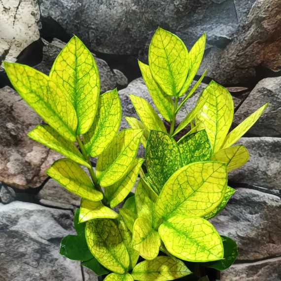 Zamioculcas zamiifolia 'Chameleon'