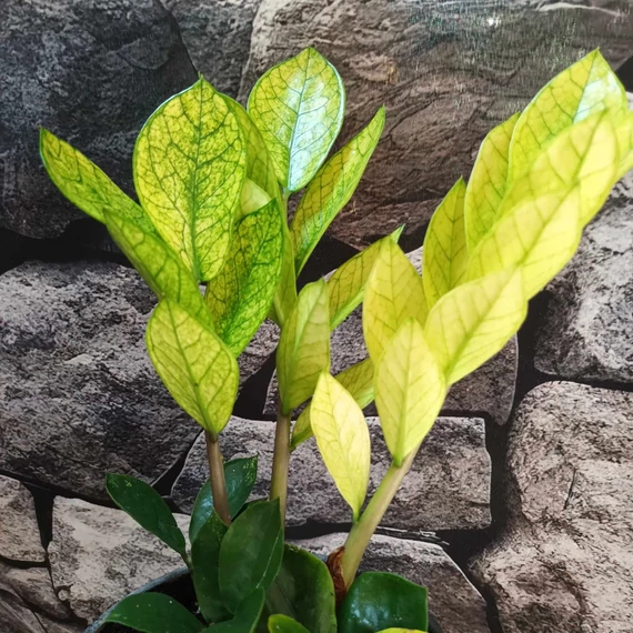 Zamioculcas zamiifolia 'Chameleon'