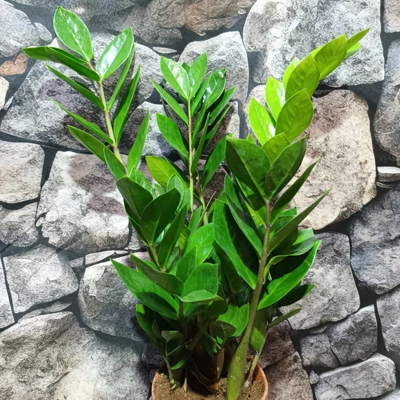 Zamioculcas zamiifolia