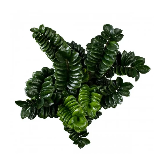 Zamioculcas Zenzi