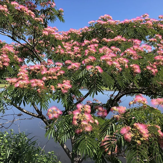 Albizia julibrissim - selyemakác, parfüm illatú