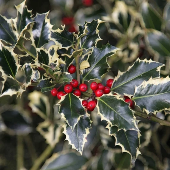 Ilex aquifolium 'Aurea Marginata' – tarkalevelű magyal