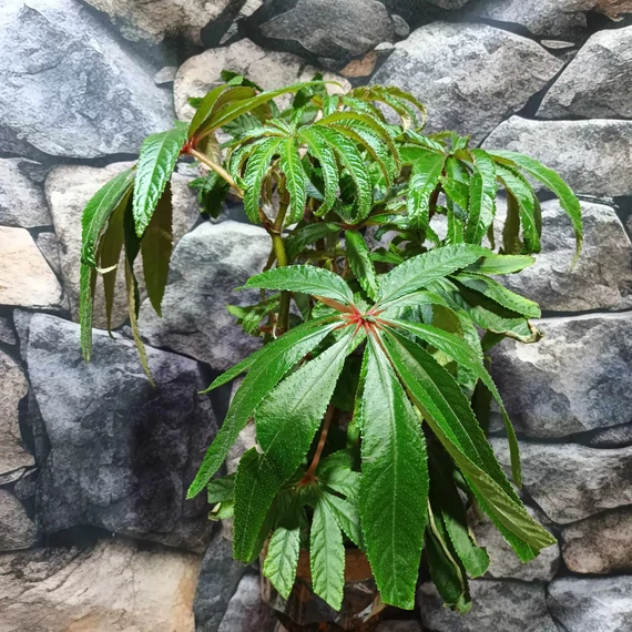 Begonia luxurians