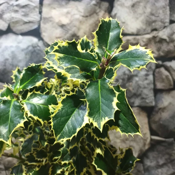 Ilex aquifolium 'Aurea Marginata' – tarkalevelű magyal