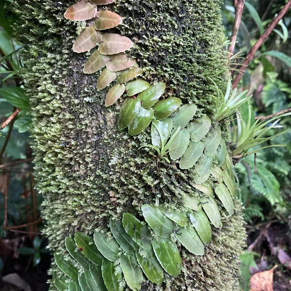 Marcgravia Umbellata