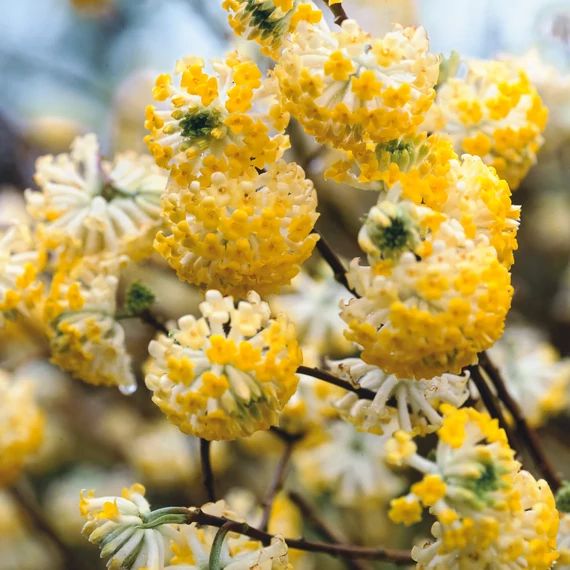 Edgeworthia chrysantha - illatos virágú japán papírcserje