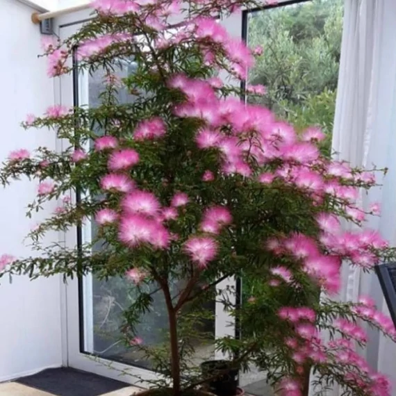 Calliandra surinamensis ‘Dixie Pink’ / Balkon selyemakác