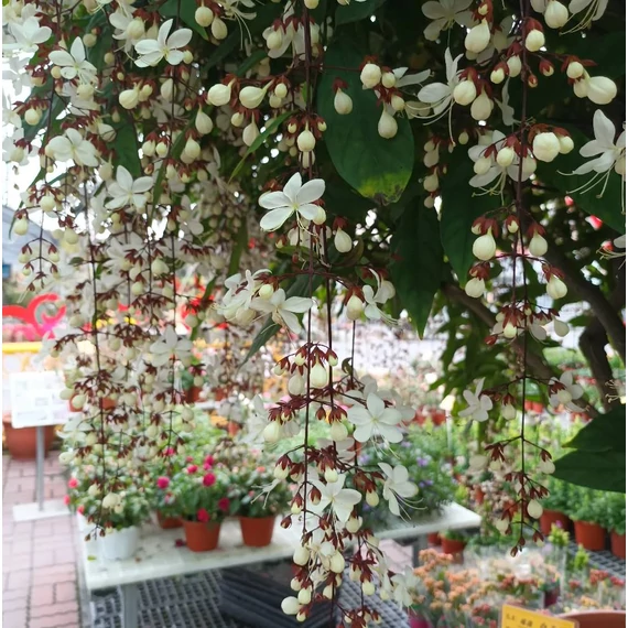 Clerodendrum laevifolium Blume