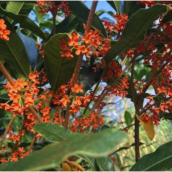 Osmanthus sötét narancs virágú illatcserje