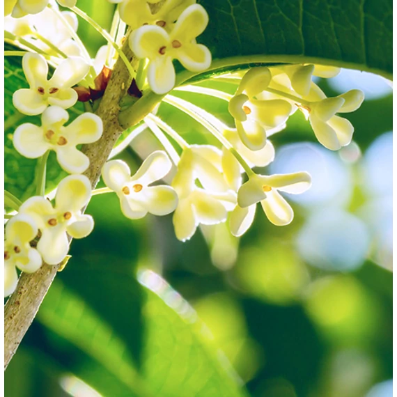 Osmanthus krémsárga virágú illatcserje