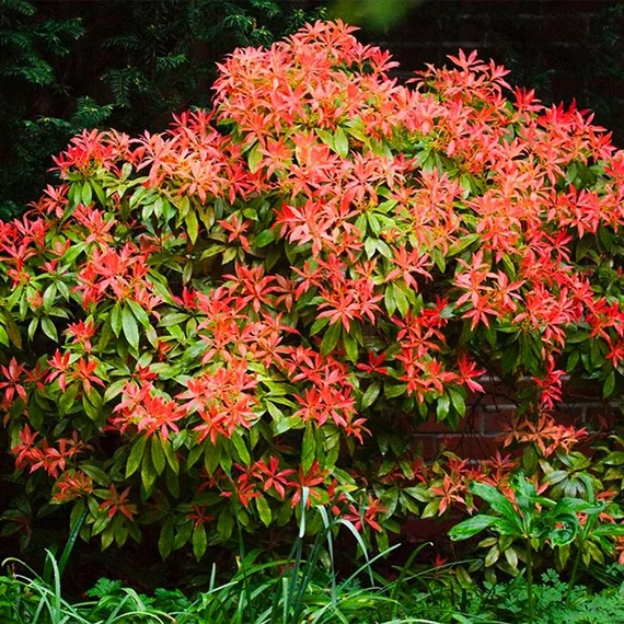 Pieris japonica 'Mountain Fire' - babérhanga