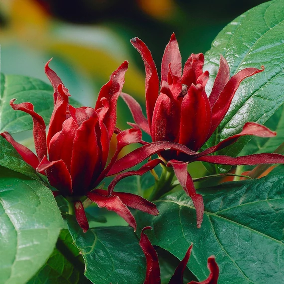 Calycanthus floridus - illatos fűszercserje
