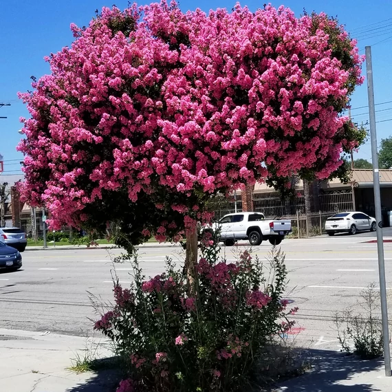 Lagerstroemia indica 'Comanche' - lazac színű Kínai selyemmirtusz