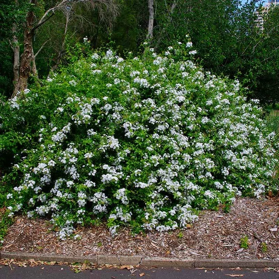 Plumbago auriculata 'Alba' - fehér ólomvirág