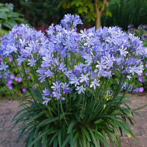 Agapanthus 'Charlotte Blue'