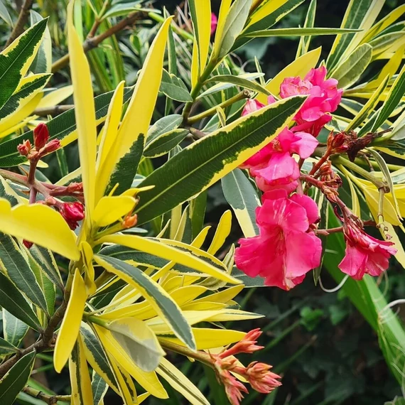 Nerium oleander 'Variegata' - Tarka levelű, rózsaszín teltvirágú leander