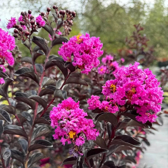 Lagerstroemia indica 'Purely Purple'