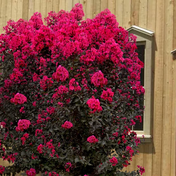 Lagerstroemia ‘Black Diamond Mystic Magenta’