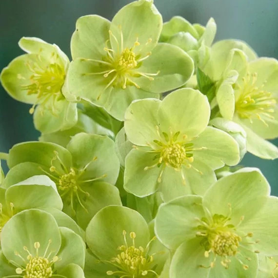Helleborus silver lace