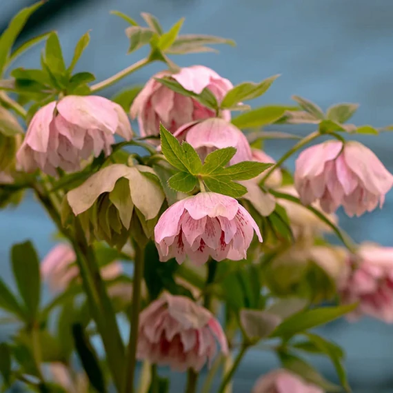 Helleborus orientalis 'Double Light Rose'