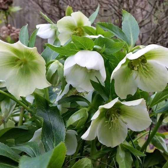 Helleborus orientalis 'White'  - hunyor