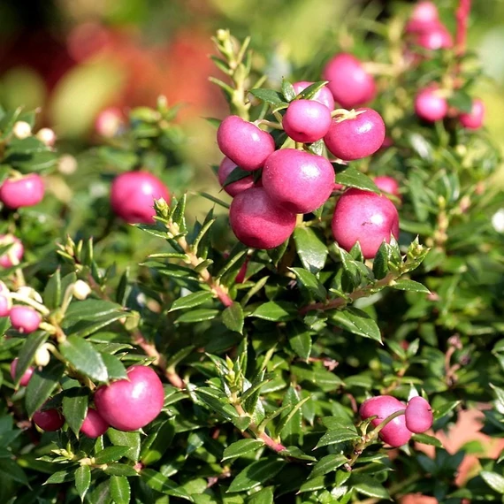 Gaultheria Pernettya rose