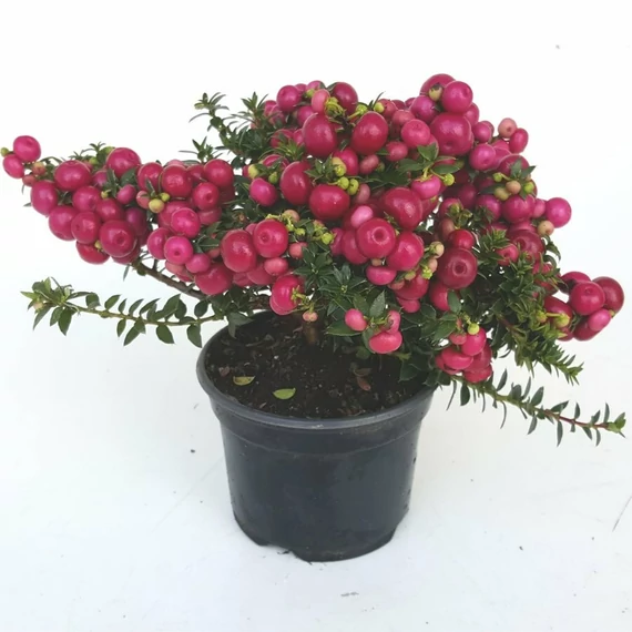 Gaultheria Pernettya red