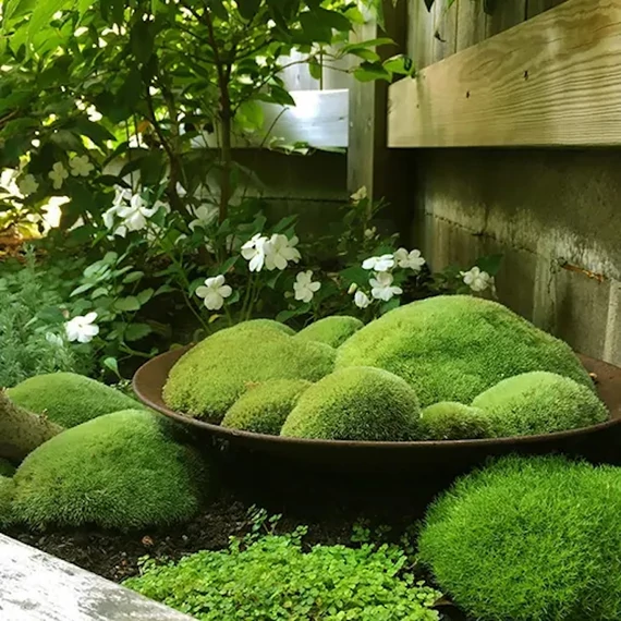 Scleranthus - egynyári szikárka