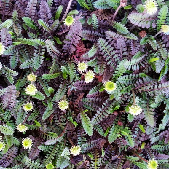 Leptinella squalida 'Platt's Black' - Barna lúgvirág