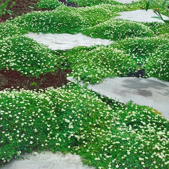 Sagina subulata - Szálkás zöldhúr