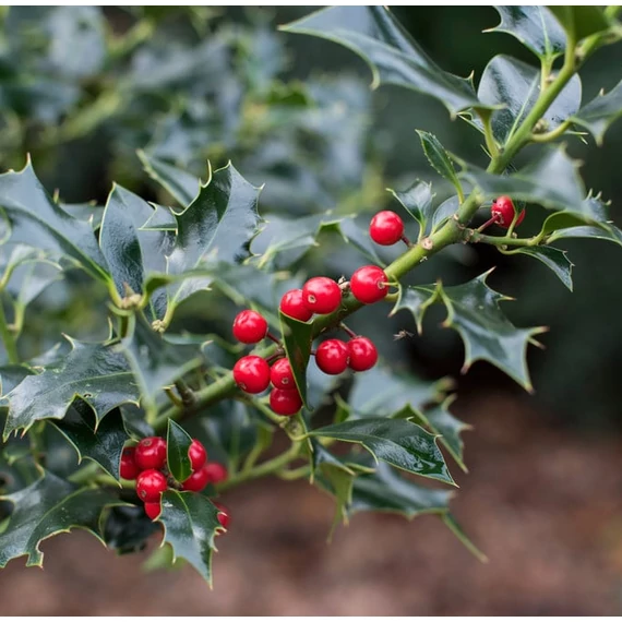 Ilex aquifolium ‘Alaska’ – magyal