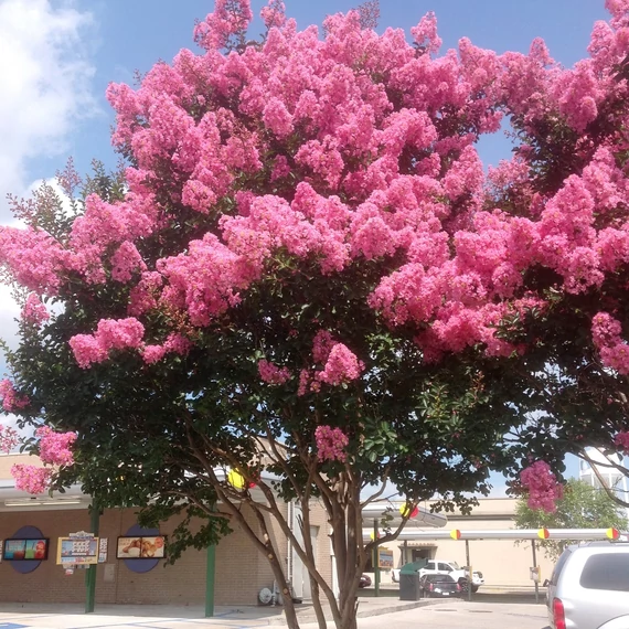 Lagerstroemia 'Sioux'