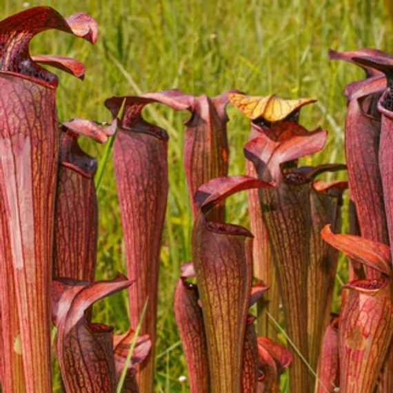 Sarracenia / Kürtvirág / rovaremésztő, jelenleg rovarfogó rész nélkül