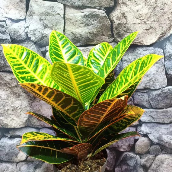 Codiaeum Petra / kroton, csodacserje