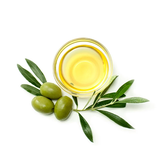 Olea europaea, európai olajfa