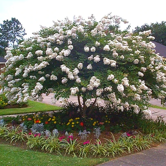Lagerstroemia indica 'Nivea'