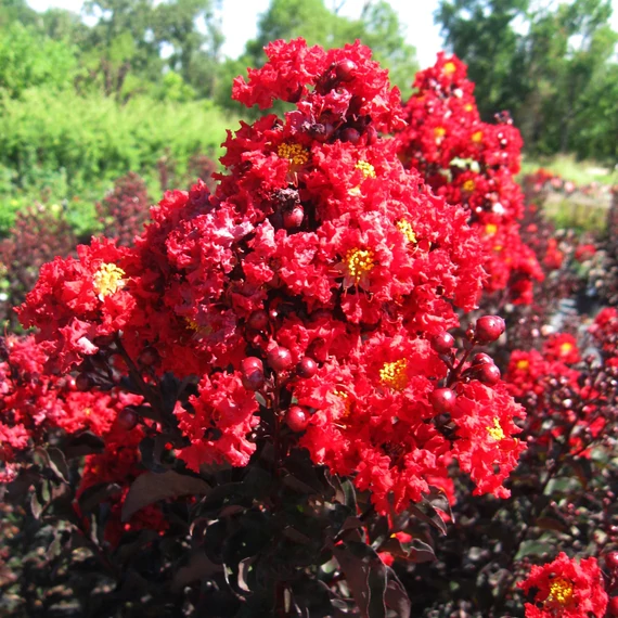 Lagerstroemia 'Red Hot'