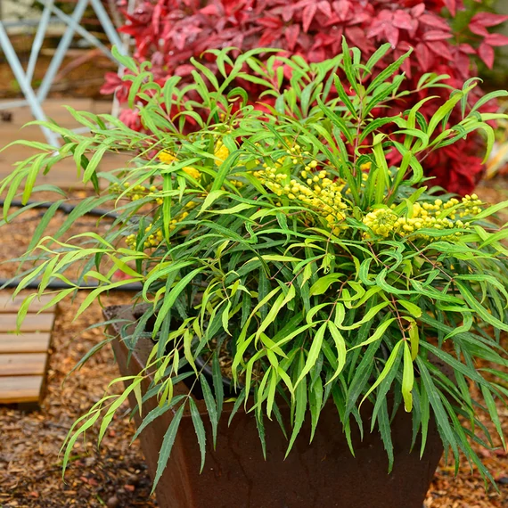 Mahonia eurybracteata 'Sweet Winter'