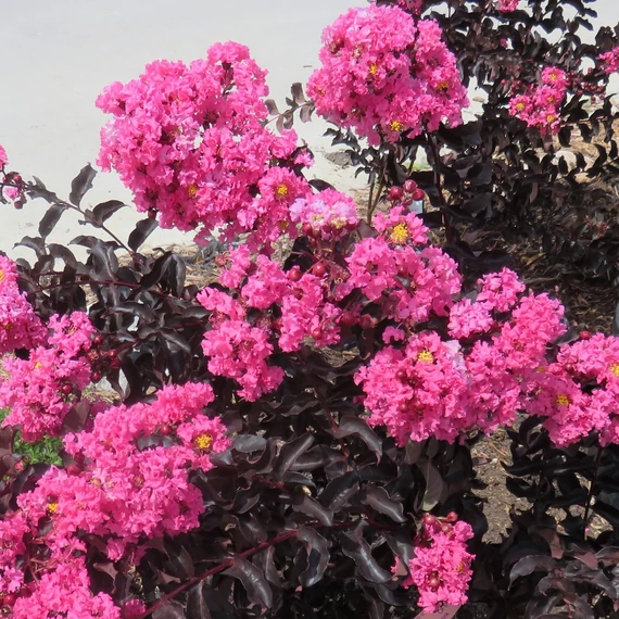 Lagerstroemia 'Black Diamond Shell Pink'