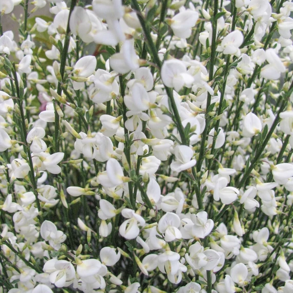 Cytisus 'White Lion'