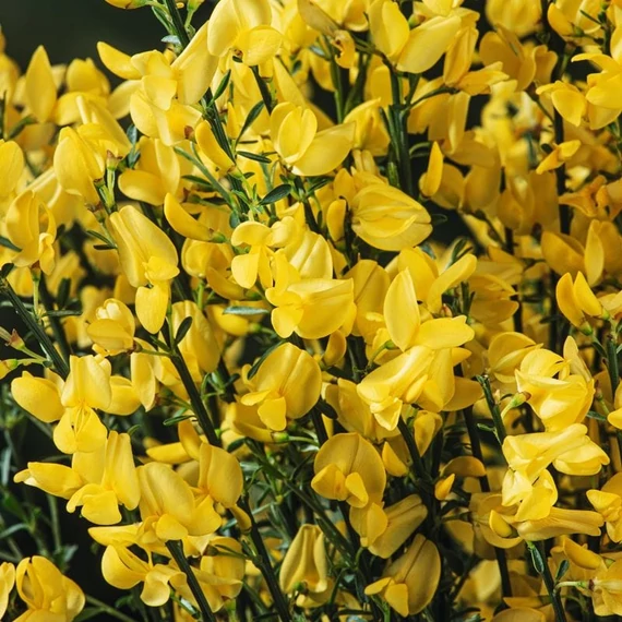 Cytisus 'Allgold'