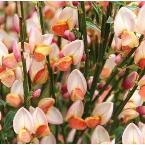 Cytisus 'Zeelandia'