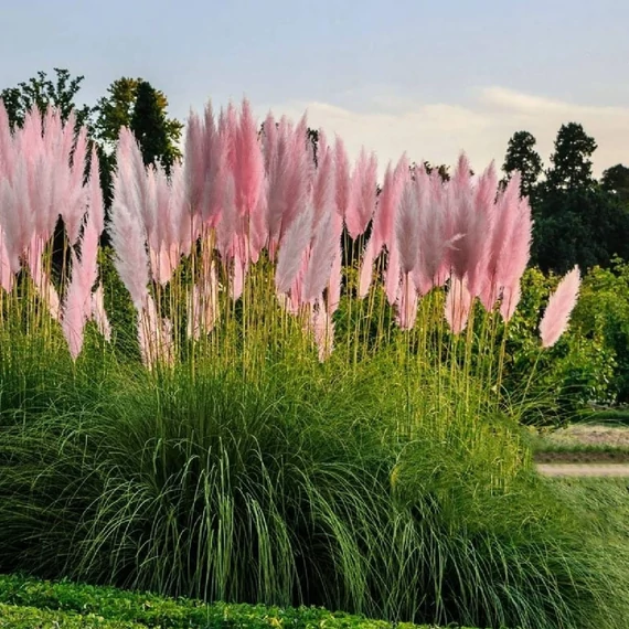 Cortaderia selloana - pampafű rózsaszín