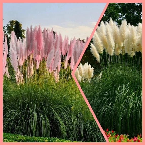 Cortaderia selloana - pampafű (egy fehér és egy rózsaszín együtt)