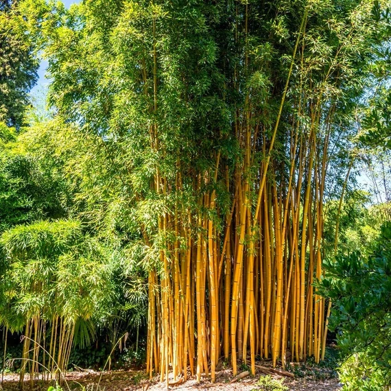 Phyllostachys aureosulcata - Kínai aranycsíkos bambusz