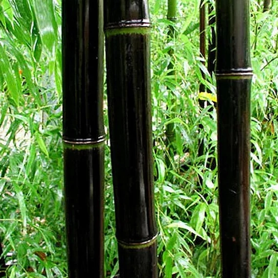 Phyllostachys nigra - fekete bambusz