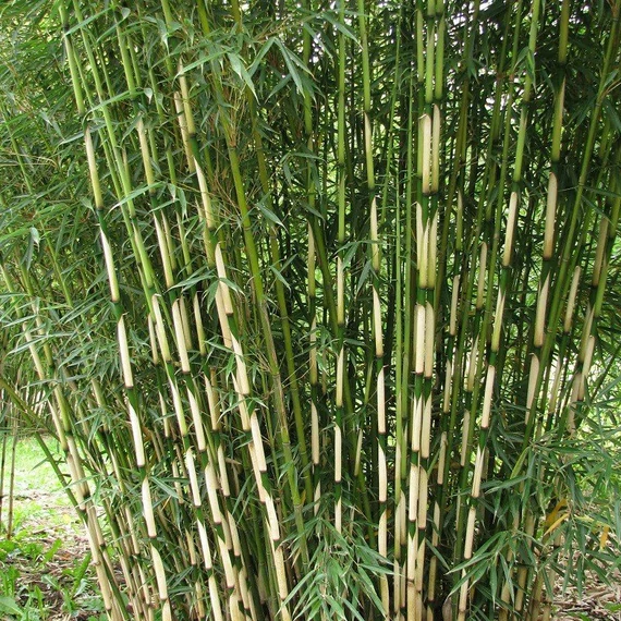 Fargesia robusta 'Pingwu' - esernyőbambusz