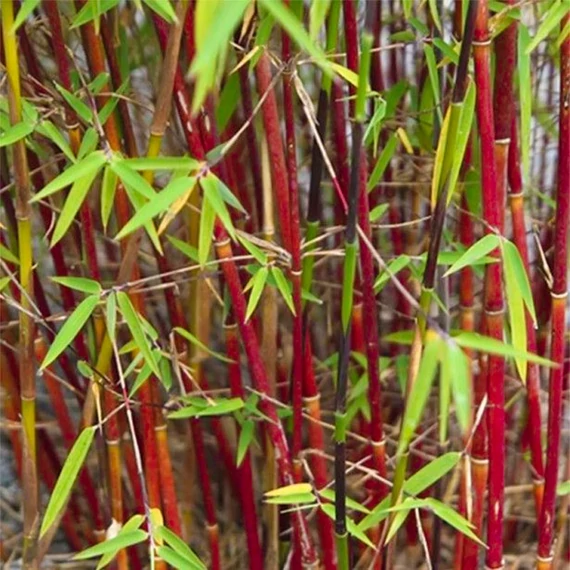 Fargesia scabrida 'Asian Wonder'