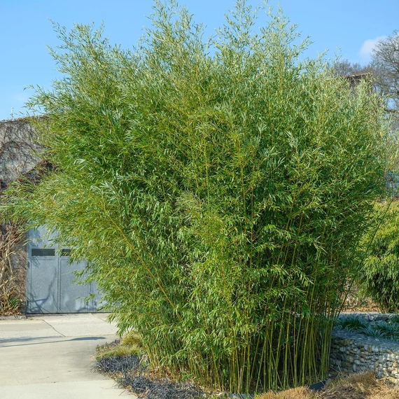 Phyllostachys bissetii – sövénybambusz